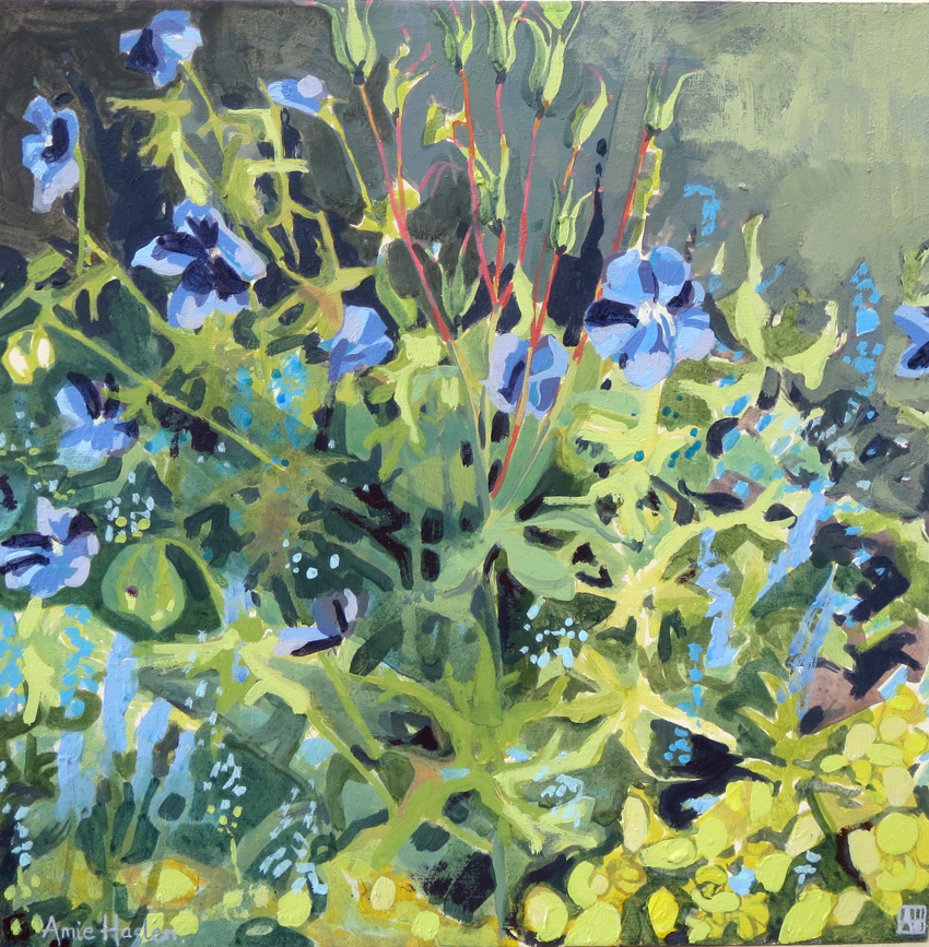 Geraniums and Aqulegia